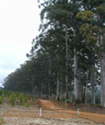 forestry-13
